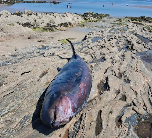 Rare beaked whale recovered from Rathmullan Beach and taken for examination - Highland Radio