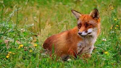 Brought to Australia for sport hunting in the 1800s, foxes devastated native wildlife, so Western Australia scaled up poison baiting in 1996, helping woylies and numbats recover