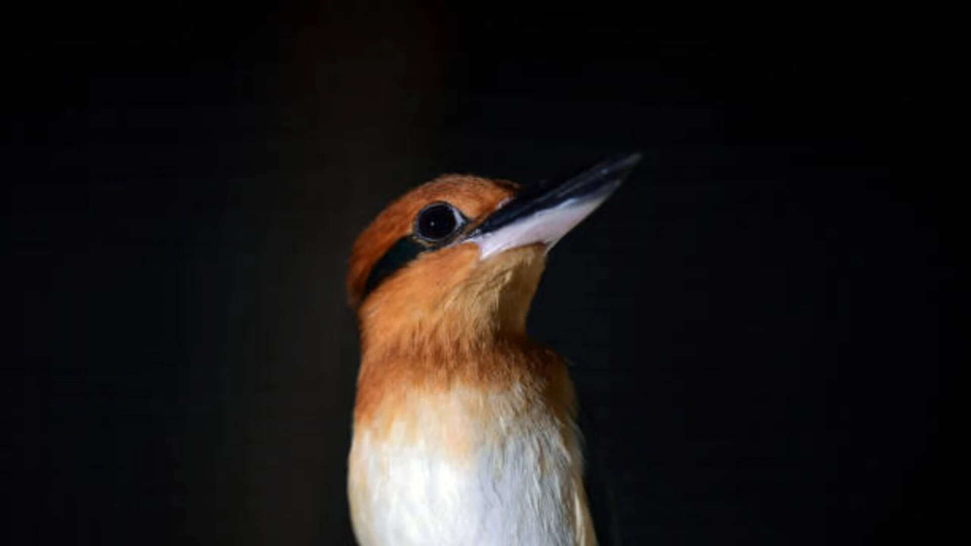 They are extremely wary of others, notoriously territorial and full of attitude. Restoring a lost species