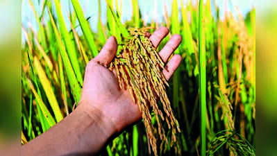 Global rice prices may jump 50% if El Nino hits output: Study