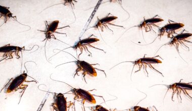 Cockroaches Have a 'Collective Memory' That Emerges From Their Social Networks : ScienceAlert