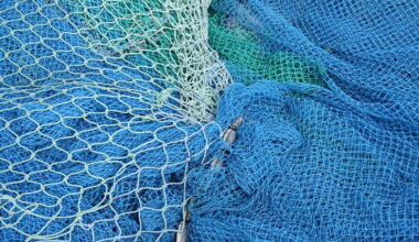 Salmon poaching fears escalate in Donegal as officials warn of growing threat