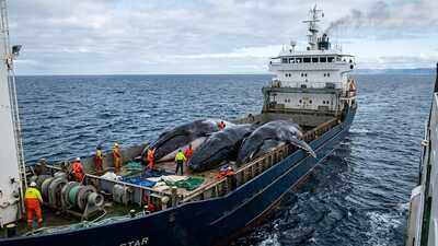 Sea Shepherd chased Japan’s whaling fleet across Antarctica for years, but the activists ultimately lost the battle