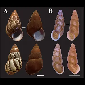 Photos of the disappearing patterns on the (A) Hypselostyla camelopardalis and (B) Reinia variegata, when going from dry to wet. The scale bar in the bottom right is 10 millimeters. Credit: Yoshimura & Sasaki (2026)