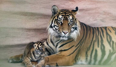Sumatran Tiger litter welcomed at Fota