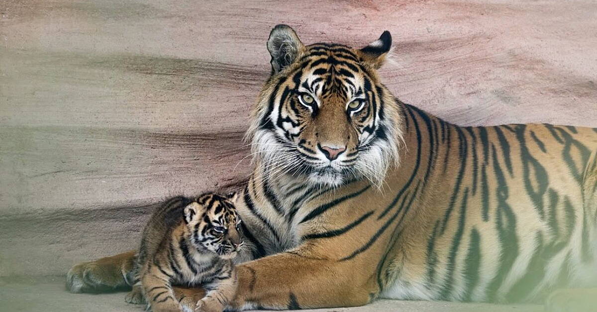 Sumatran Tiger litter welcomed at Fota