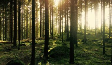 Tree.fm Provides Looping Doses of Forest-Based Audio Valium