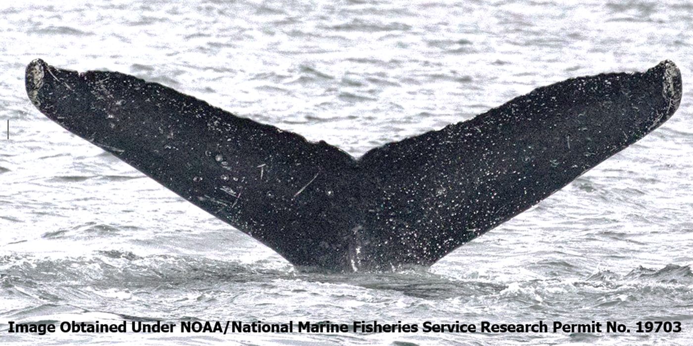 Whale-SETI: Groundbreaking Encounter with Humpback Whales Reveals Potential for Non-Human Intelligence Communication