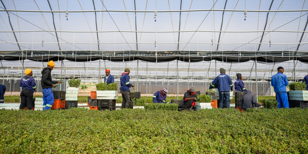 Amazon invests in spekboom land restoration in South Africa, creating 11,000 jobs