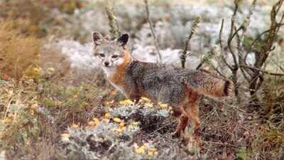The United States launched a controversial mission in 2004 to exterminate every feral pig on California's Channel Islands after they attracted golden eagles that nearly wiped out endangered island foxes; by 2006, the pigs were gone, and the foxes began a remarkable recovery