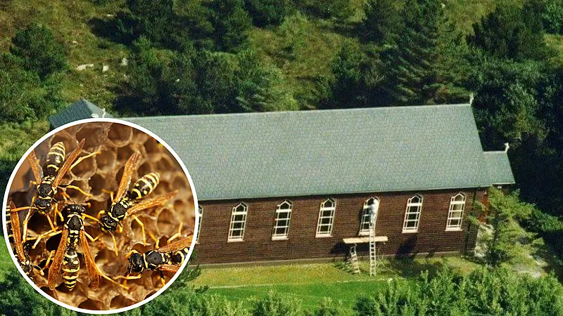 Wasp infestation forces Church change for Donegal Massgoers
