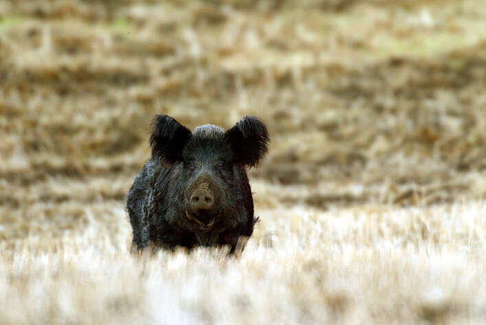 Removing the pigs without first relocating the eagles would have endangered the foxes further, as a specific eagle pair demonstrated by shifting their diet to foxes. Image Credits: Wikimedia Commons Wild_pig_(15661706533)