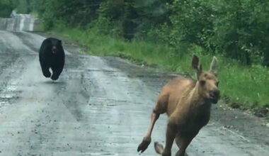 Woman captures once-in-a-lifetime shot of bear chasing moose calf