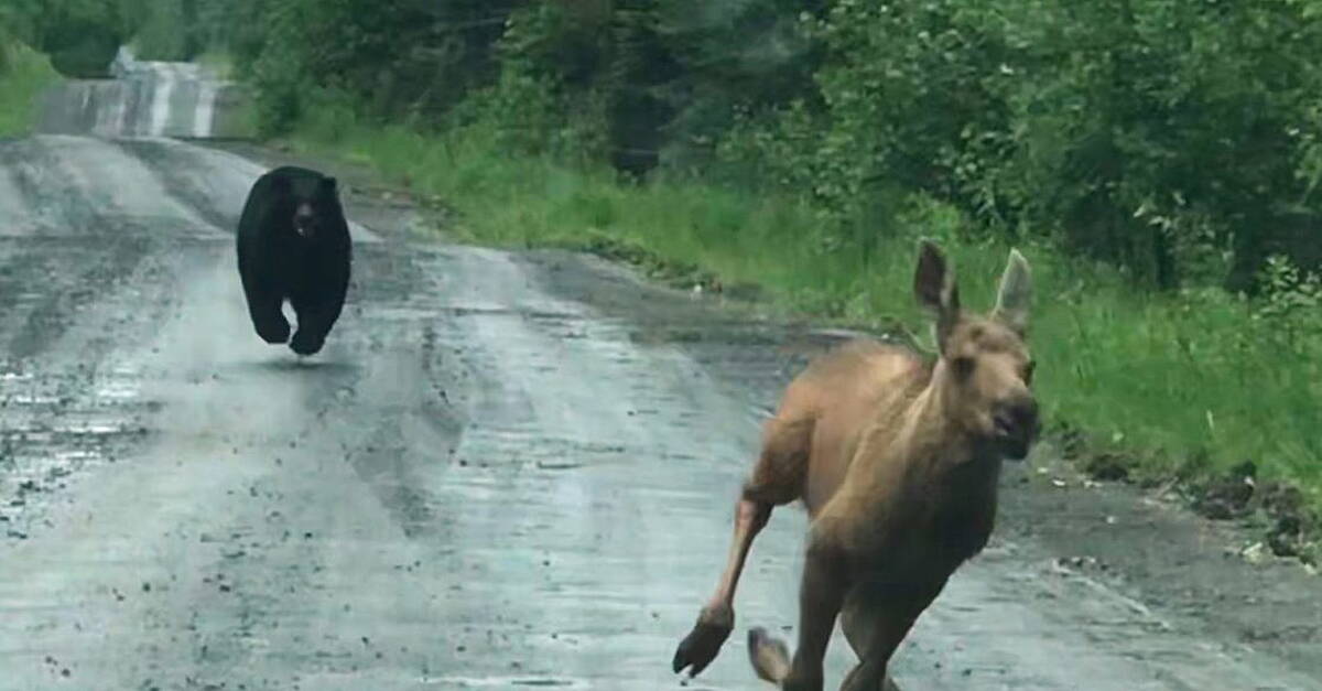 Woman captures once-in-a-lifetime shot of bear chasing moose calf