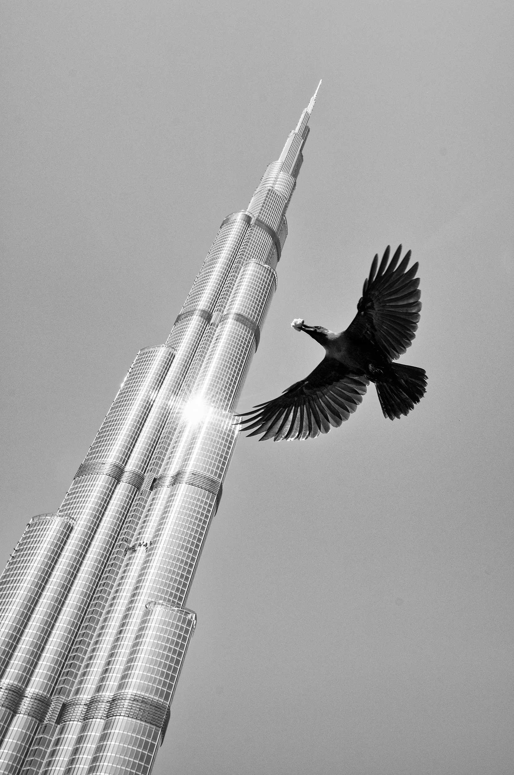 A crow carrying food in its beak flies past the tapering spire of the Burj Khalifa in Dubai, wings fully spread against a grey sky.
