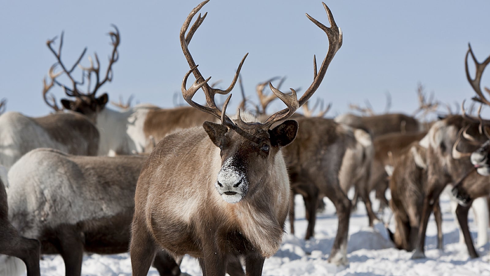 Norway records 'highly unusual' reindeer deaths
