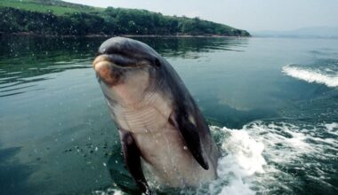 Fungie DNA reveals dolphin's mixed ancestry