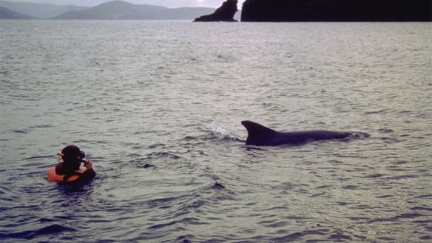 Fungie the Dolphin in Dingle, 1988