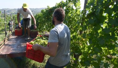 French, Italian winegrowers face earliest ever harvest