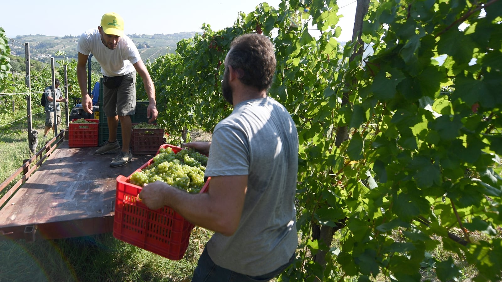 French, Italian winegrowers face earliest ever harvest