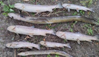 Hundreds of dead fish found in Dublin's Tolka River