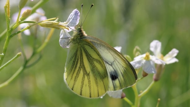 Green-veined White female Mulhussey (Image: Jesmond Harding, Butterfly Conservation Ireland)
