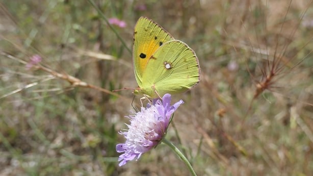 Clouded Yellow is showing in larger numbers in Ireland than it has in the last 25 years (Image: Jesmond Harding, Butterfly Conservation Ireland)