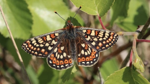 The Marsh Fritillary butterfly the Bog of Allen (Image: Jesmond Harding, Butterfly Conservation Ireland)
