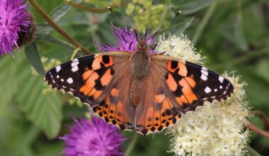 What's behind this summer's butterfly boom in your garden?