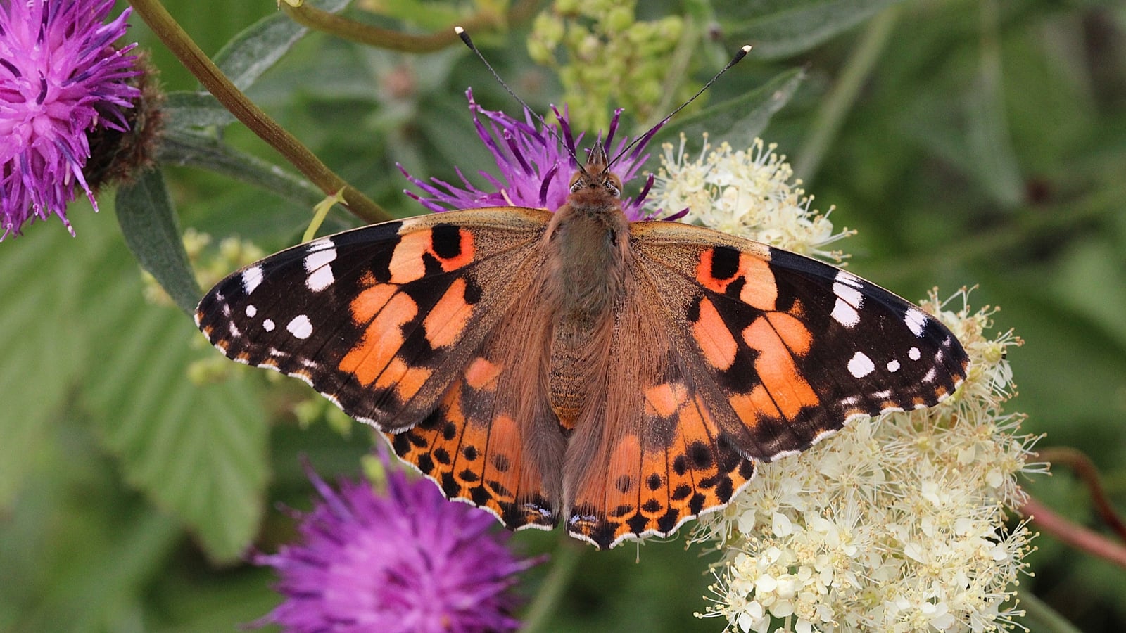 What's behind this summer's butterfly boom in your garden?