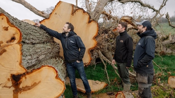 Three men inspect the trump of a fallen oak tree