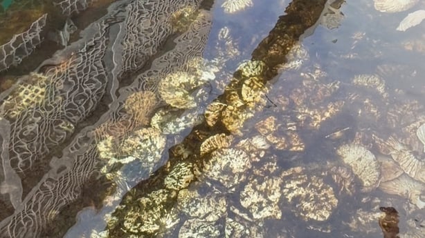 young native European oysters are growing on scallop shells beneath floating oyster reef