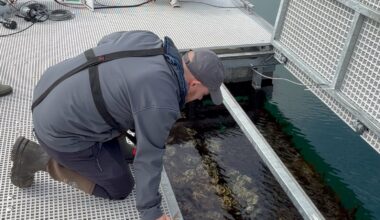 Native oyster restoration target of Antrim floating reef