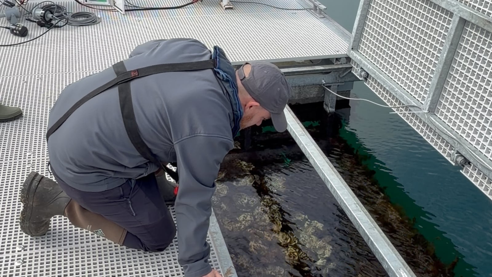 Native oyster restoration target of Antrim floating reef