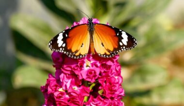 Butterflies seek new habitats as climate changes