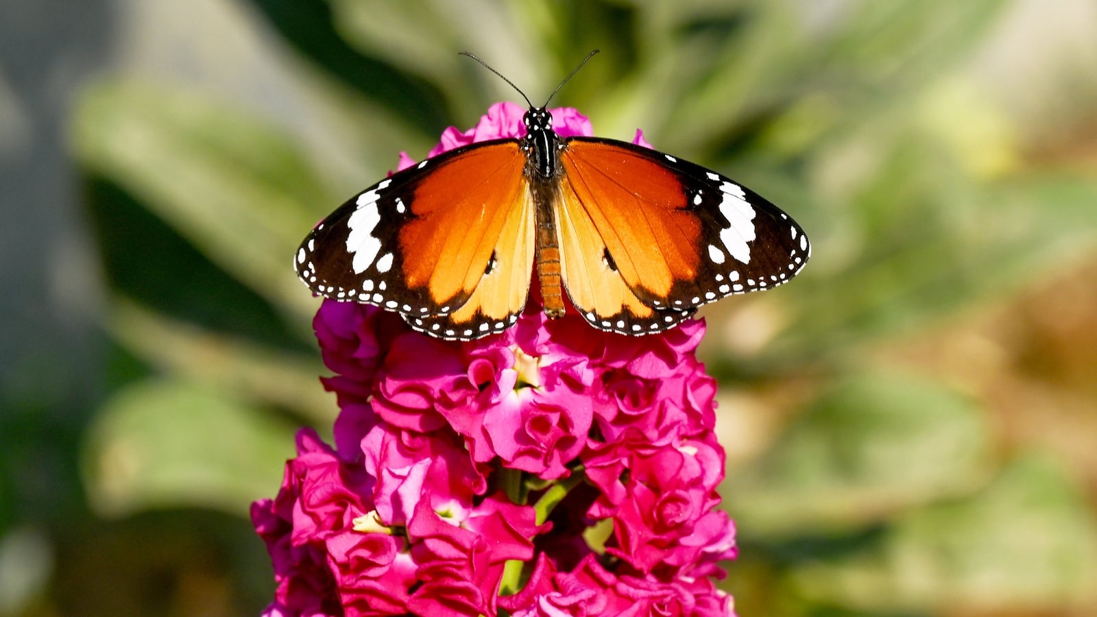 Butterflies seek new habitats as climate changes