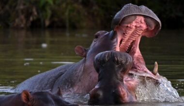 Hippo descended from Escobar's herd rescued in Colombia