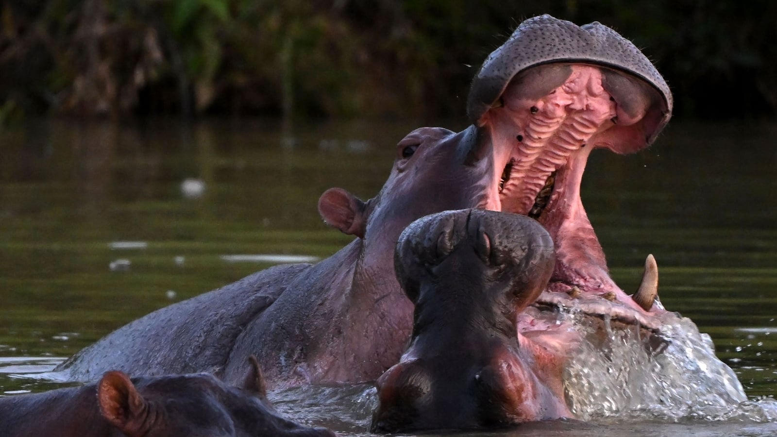 Hippo descended from Escobar's herd rescued in Colombia