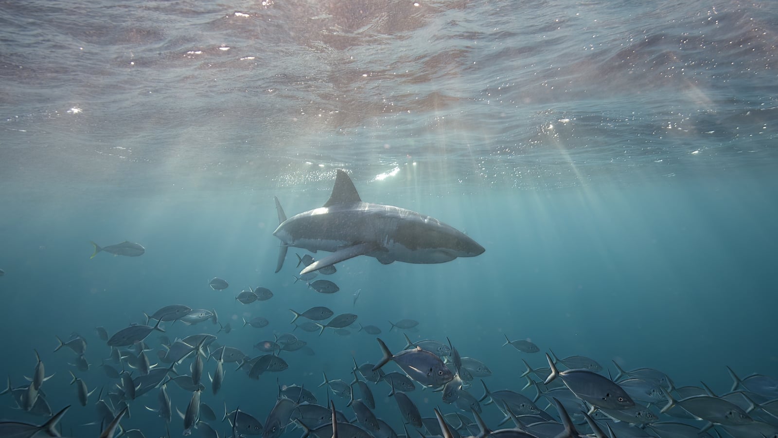Scientists hope sharks can improve hurricane predictions