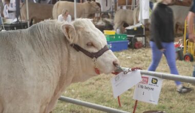 Livestock village focal point at 35th Tullamore Show