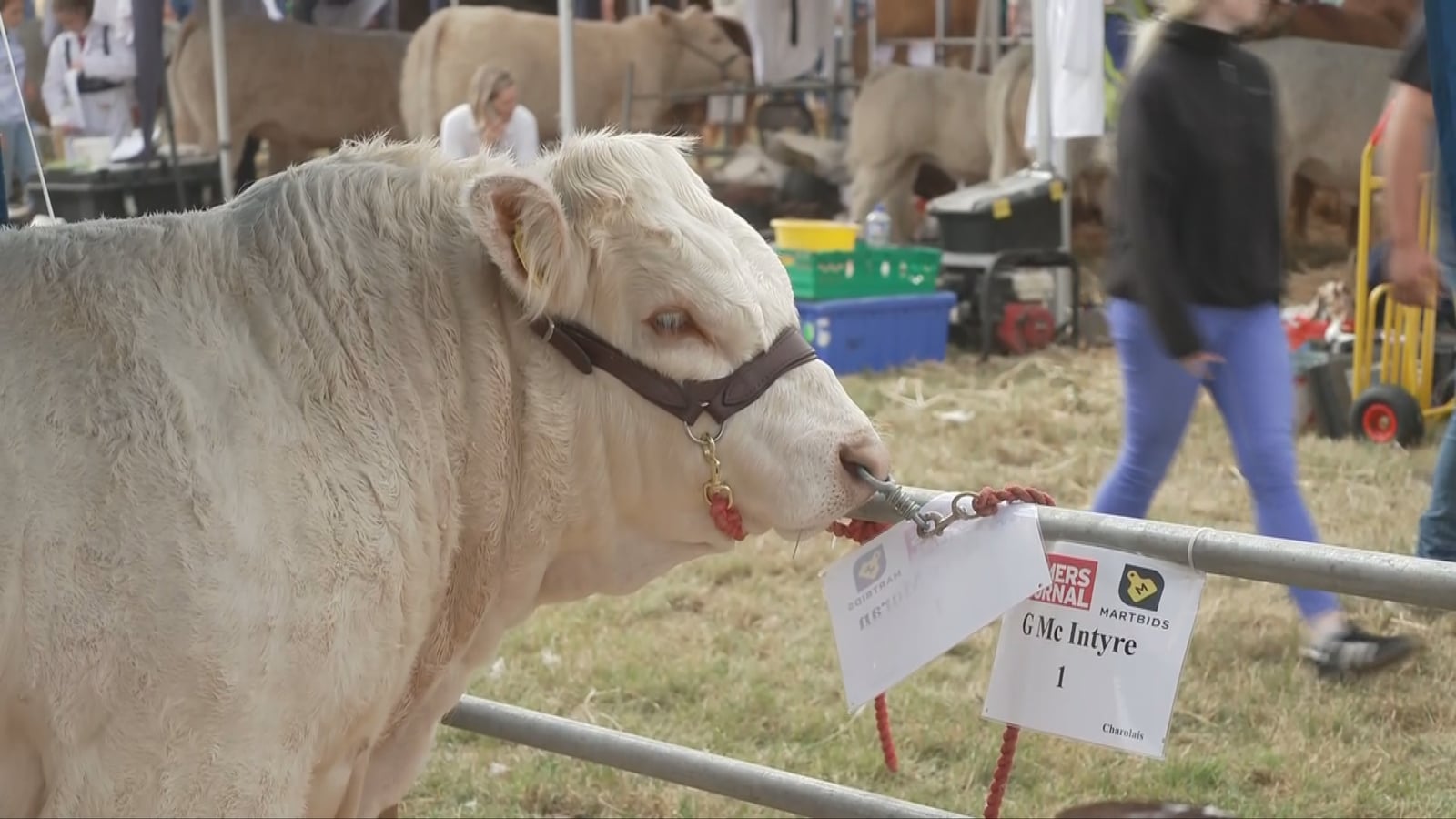 Livestock village focal point at 35th Tullamore Show