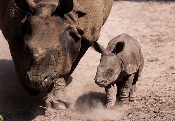 Male Indian rhino calf at Fota Wildlife Park