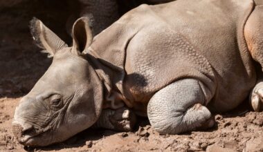 Fota seeking public's help in naming Indian rhino calf