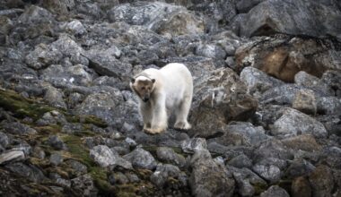 Person fined after polar bear woken by ship's foghorn