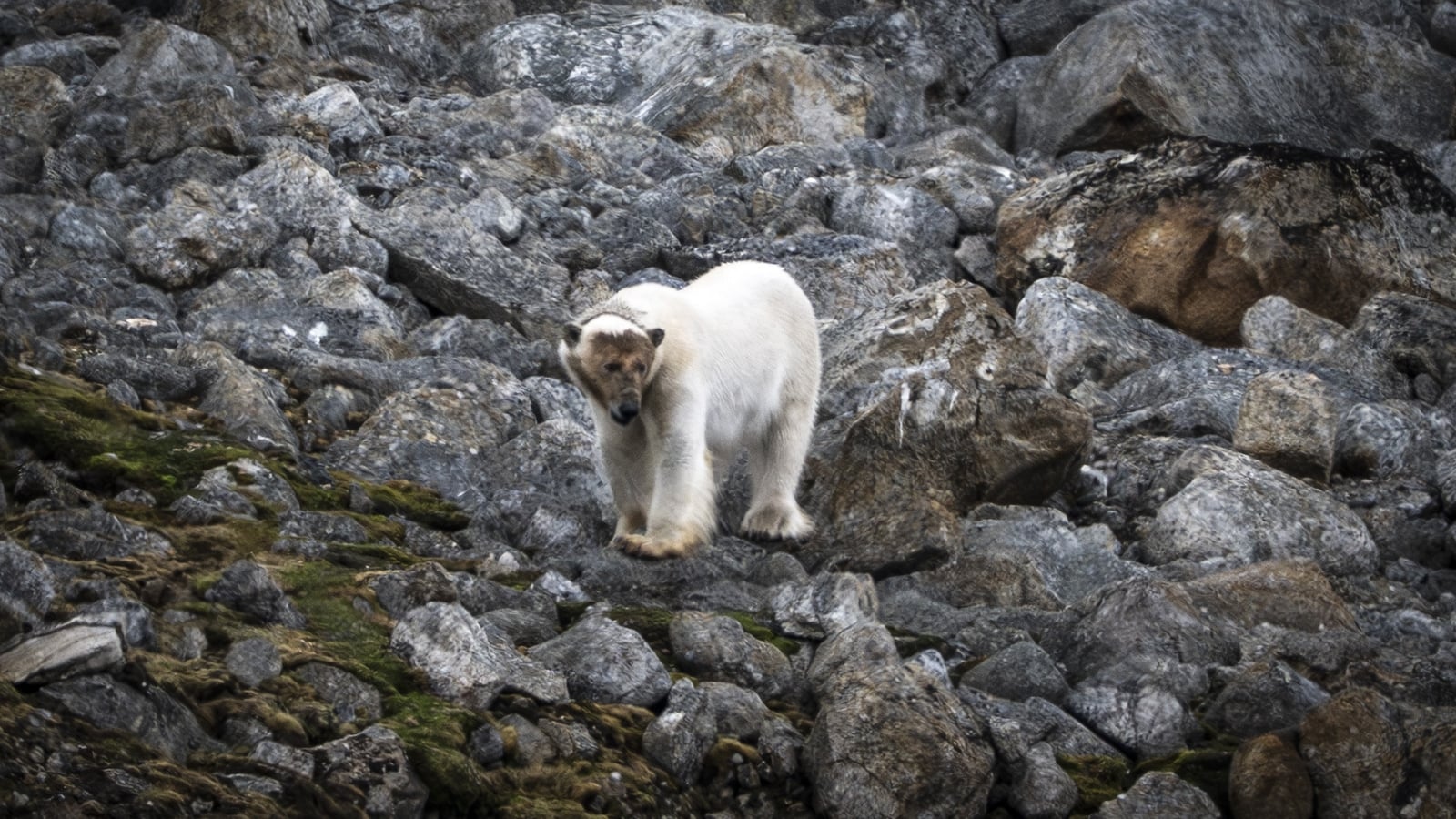 Person fined after polar bear woken by ship's foghorn