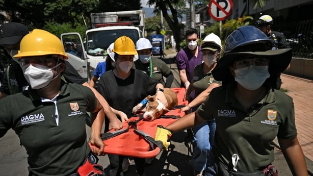 A dog named Renata is carried after being rescued from underneath the rubble in Cali