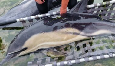 Twelve dolphins rescued after 21 stranded on Kerry beach