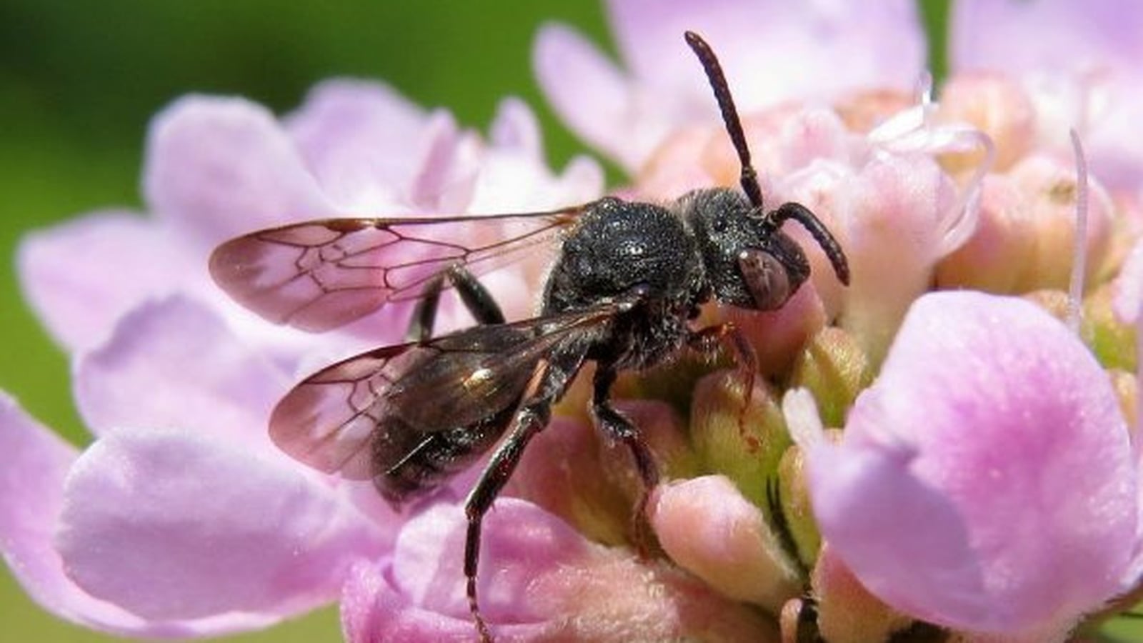 First sighting of critically endangered bee in 26 years