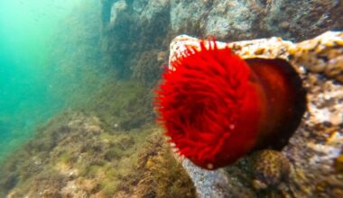 Climate change driving European marine heatwaves