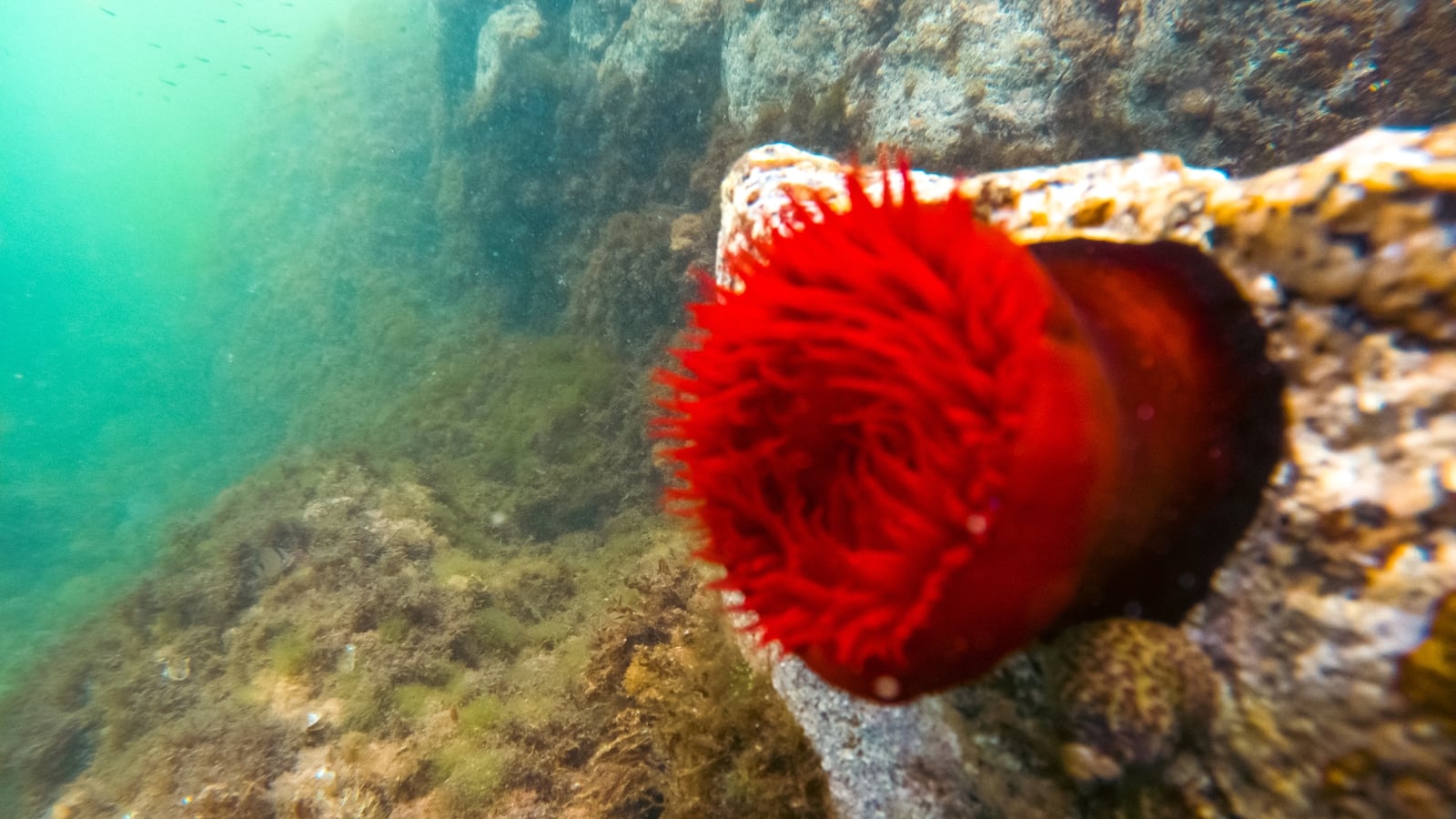 Climate change driving European marine heatwaves